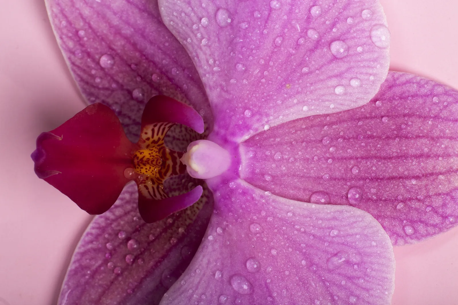 Orqu&iacute;dea em close, em refer&ecirc;ncia &agrave; regi&atilde;o &iacute;ntima.